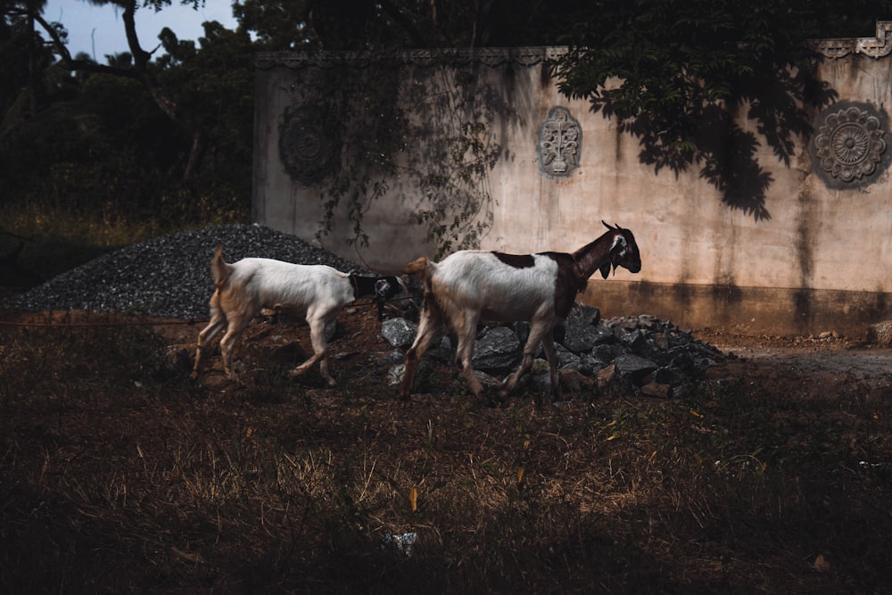 white and brown horse on brown dried leaves