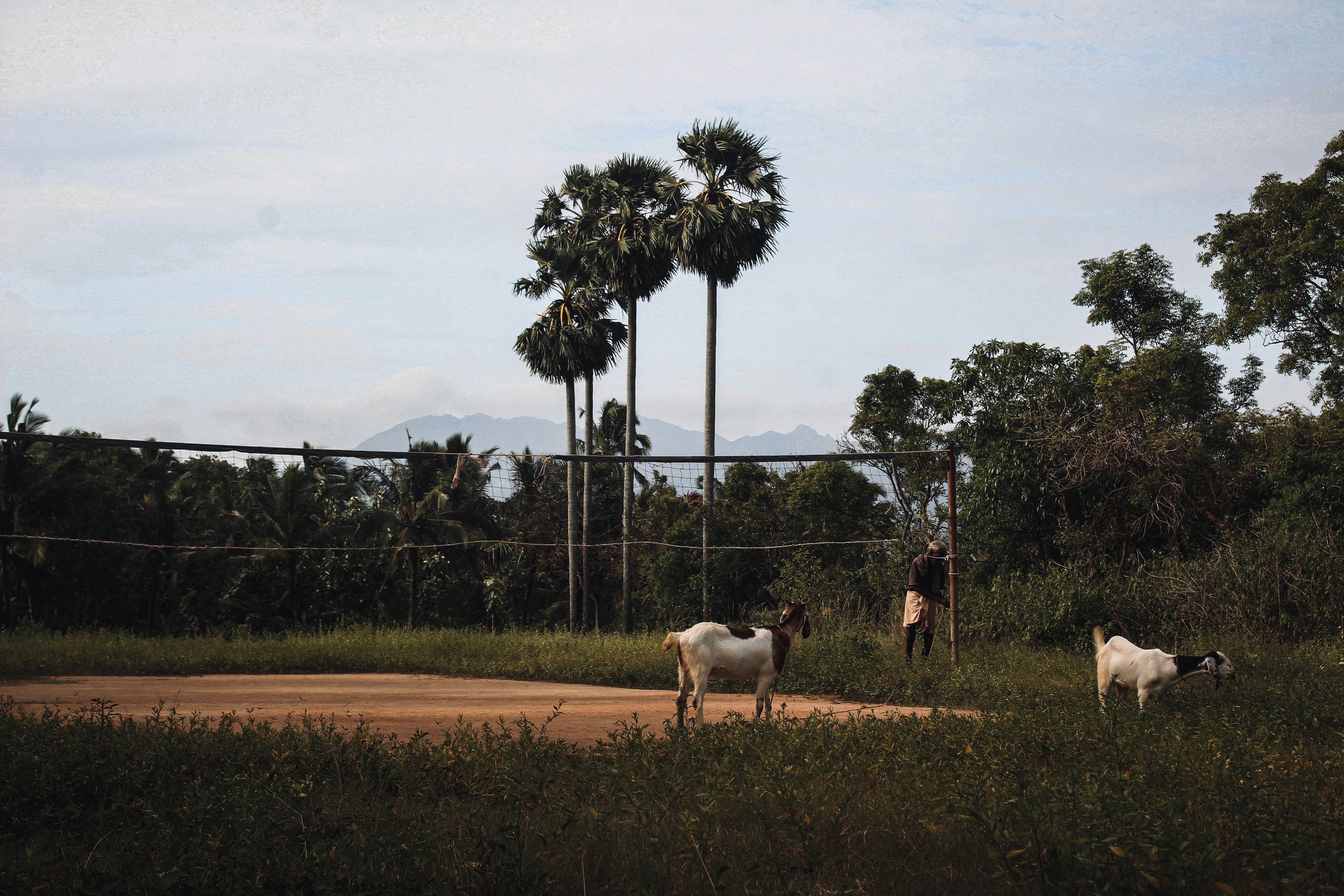 white horse on green grass field during daytime, 