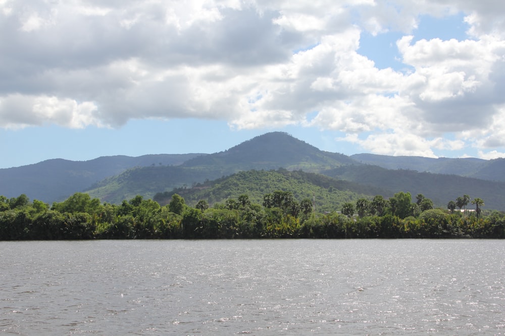 green trees near body of water during daytime