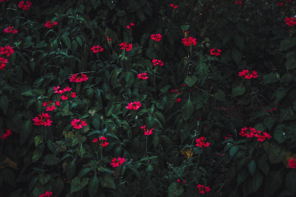 녹색 잎이있는 붉은 꽃