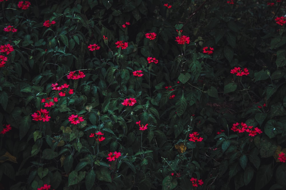 red flowers with green leaves