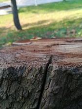 brown tree trunk during daytime