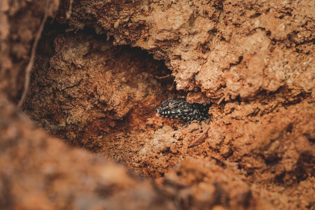 black and brown frog on brown rock