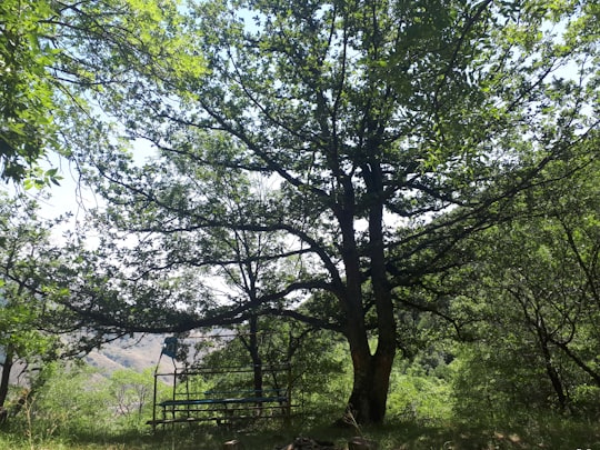 green trees on green grass field during daytime in Arzakan Armenia