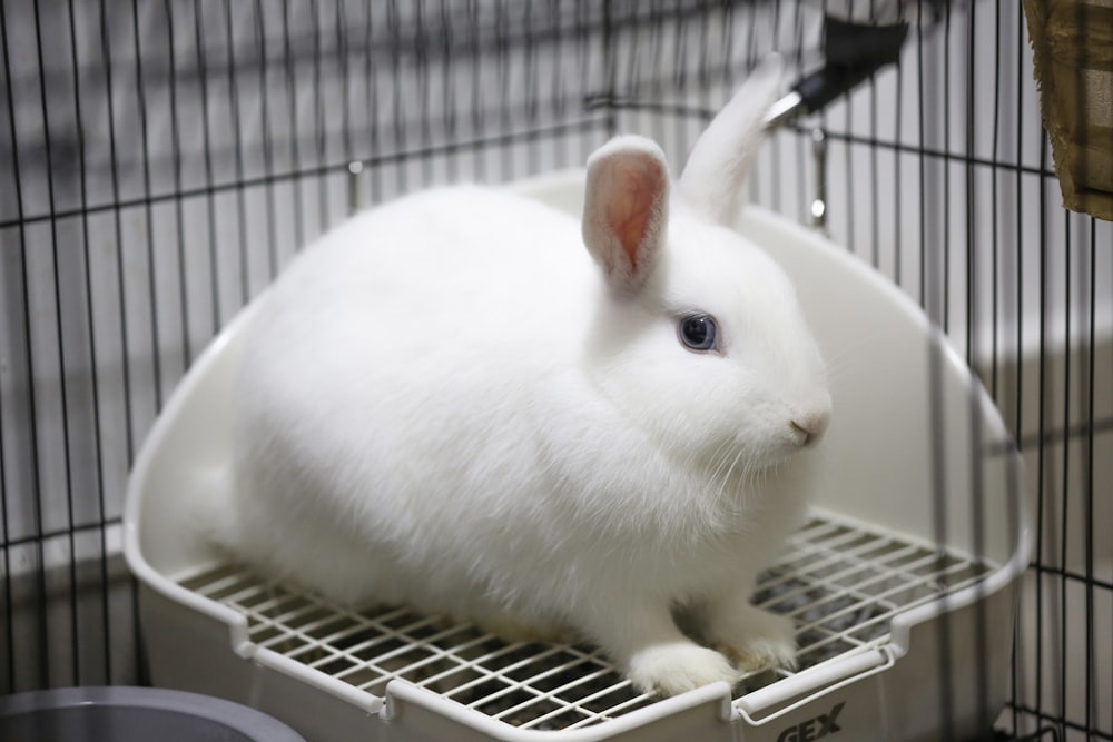 white rabbit on white metal cage