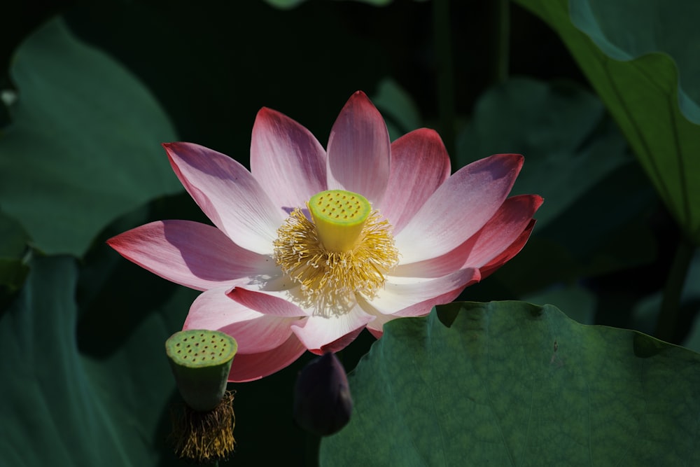 Fleur rose et blanche dans une lentille à bascule