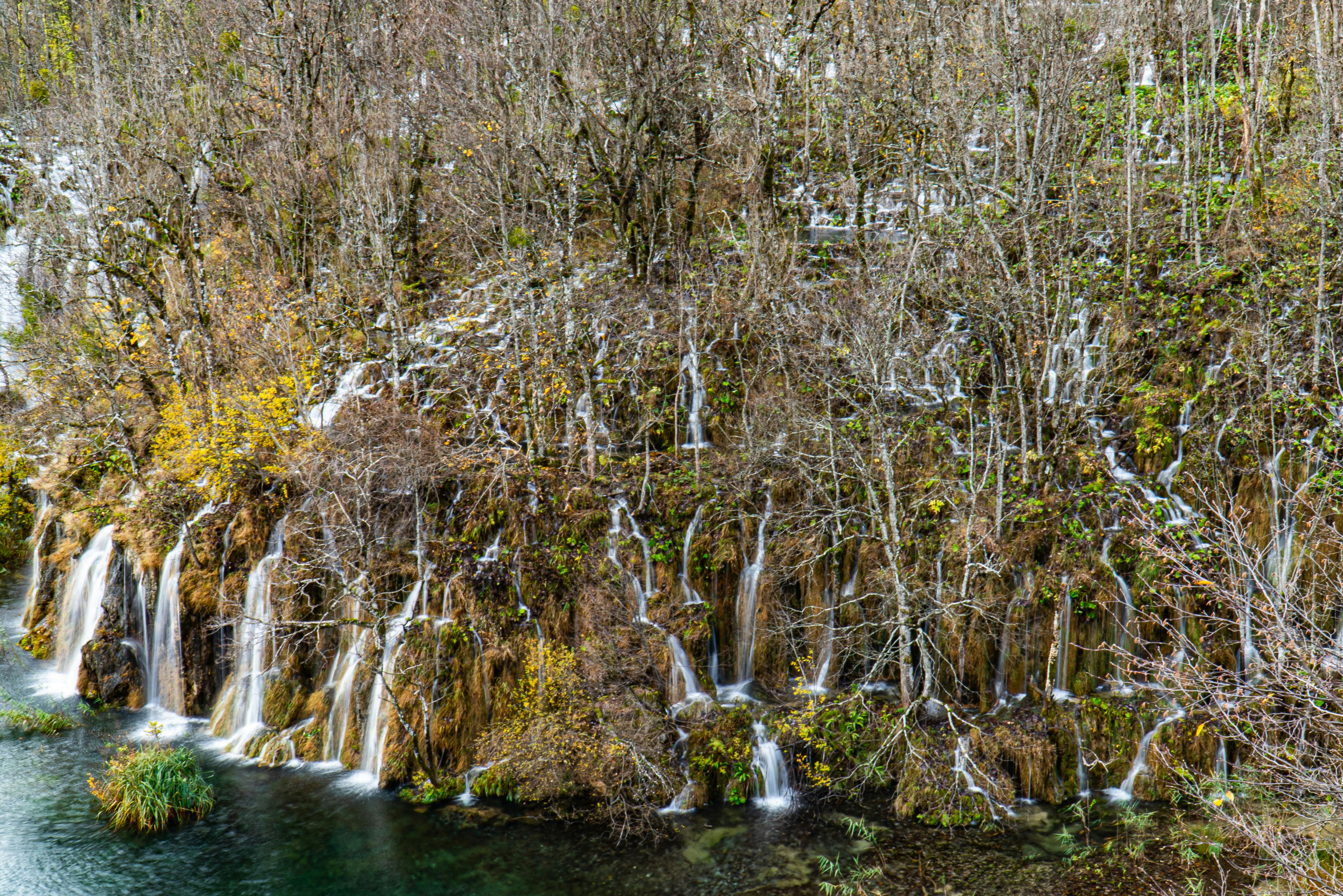 brown and green trees beside river during daytime