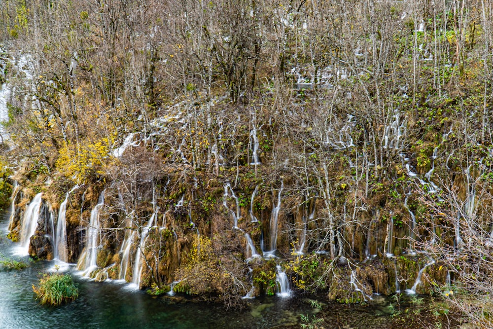 brown and green trees beside river during daytime