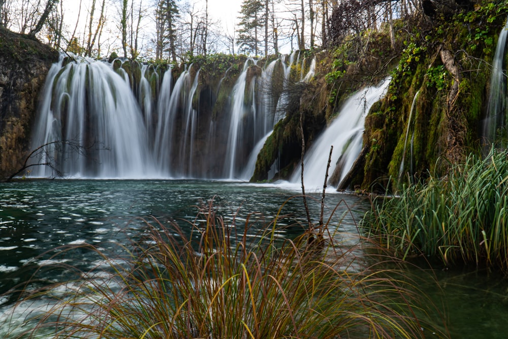 El agua cae en el bosque