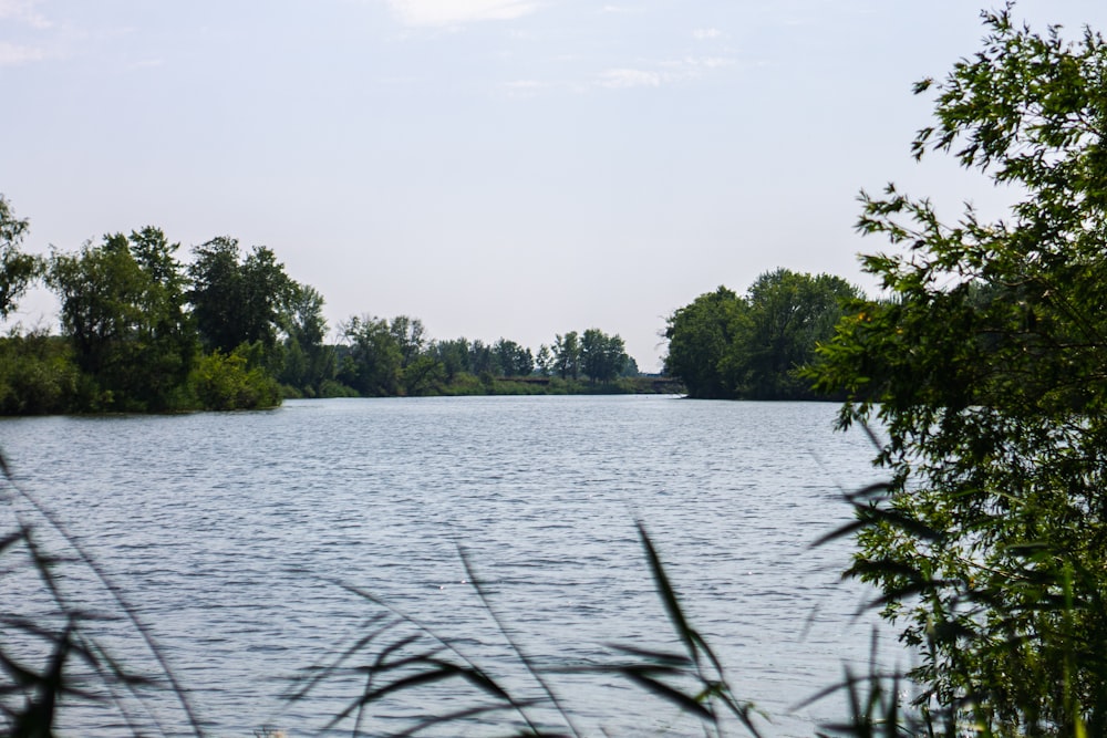 green trees beside body of water during daytime