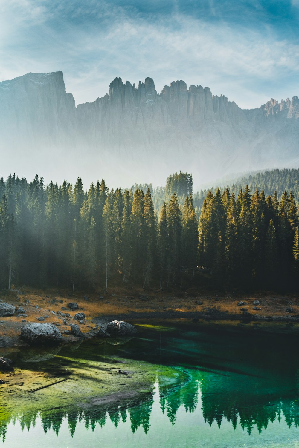 green pine trees near lake during daytime