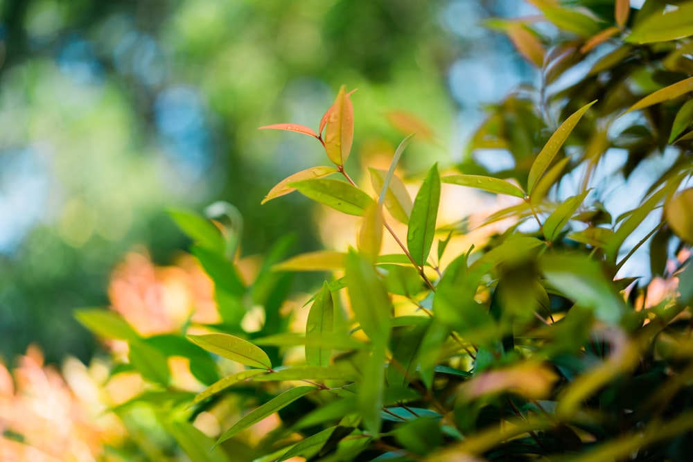 green and brown leaves during daytime