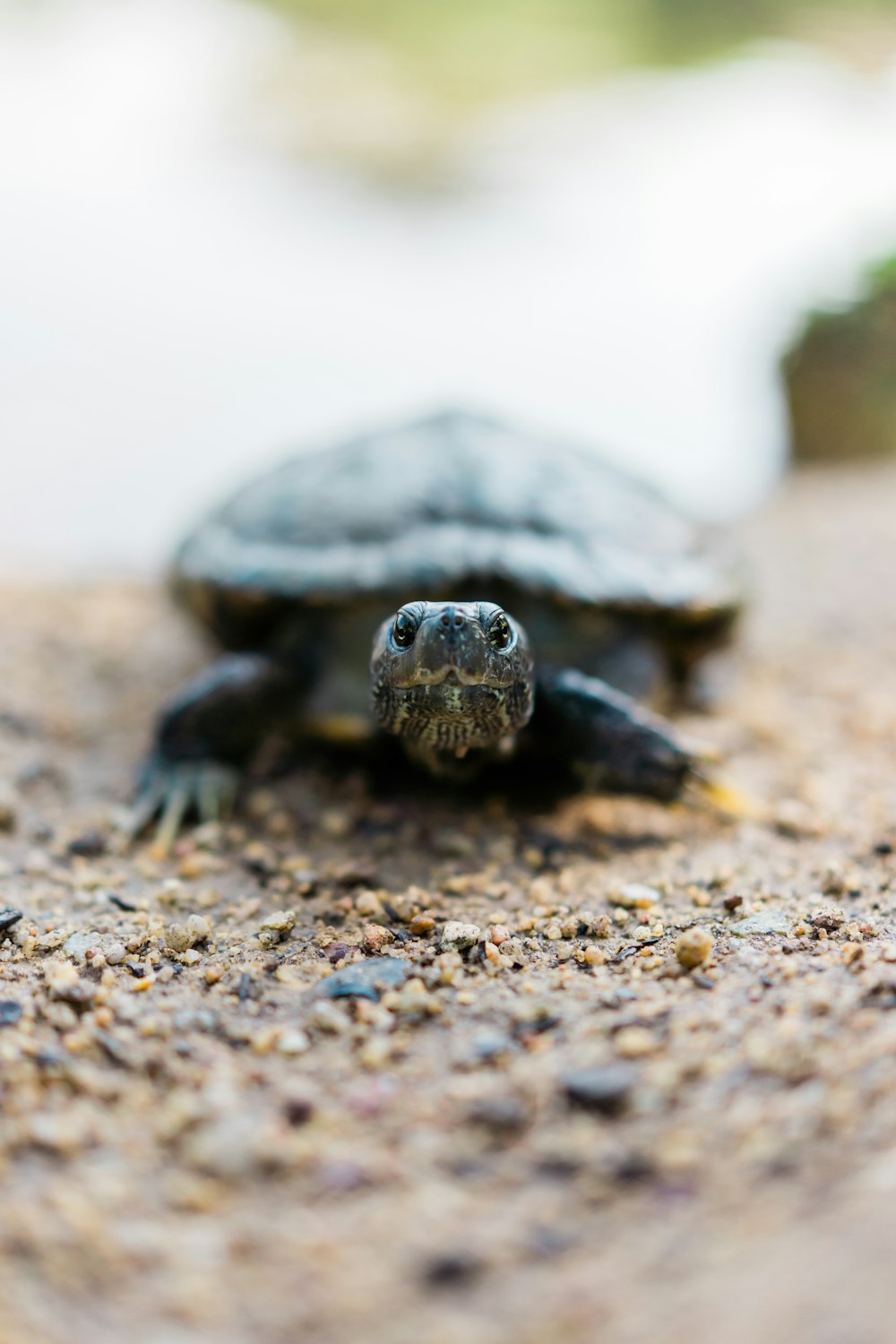 black and brown turtle on brown sand