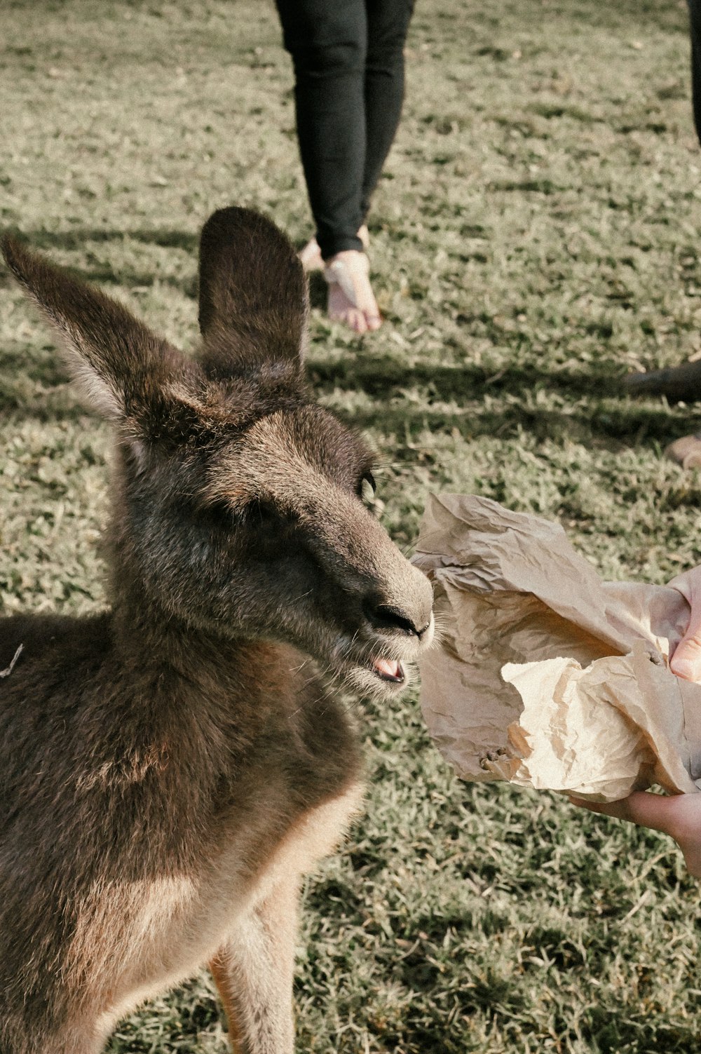 brown kangaroo on green grass during daytime