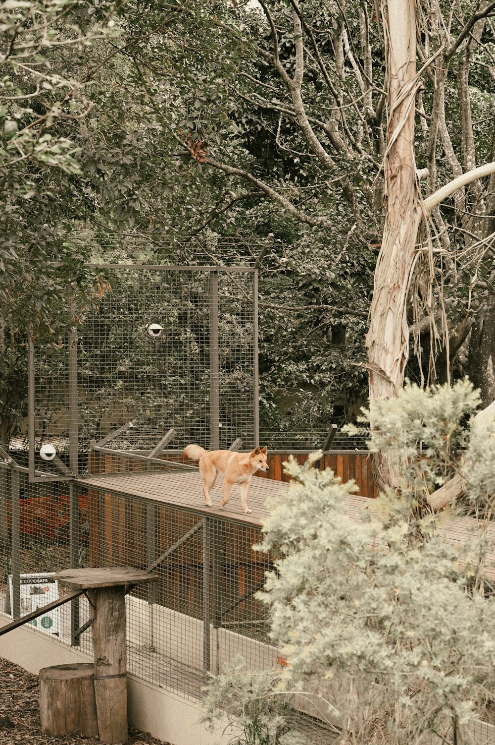 brown short coated dog on brown wooden bench