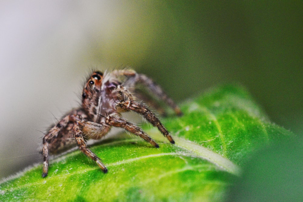 brown jumping spider on green leaf