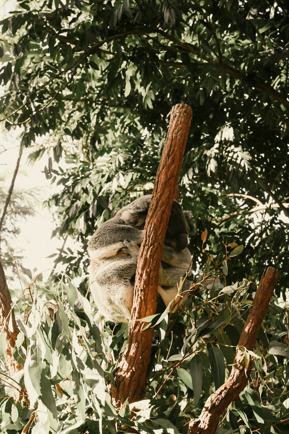 gray koala bear on brown tree branch