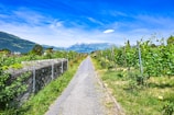 gray pathway between green grass field under blue sky during daytime