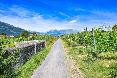 gray pathway between green grass field under blue sky during daytime