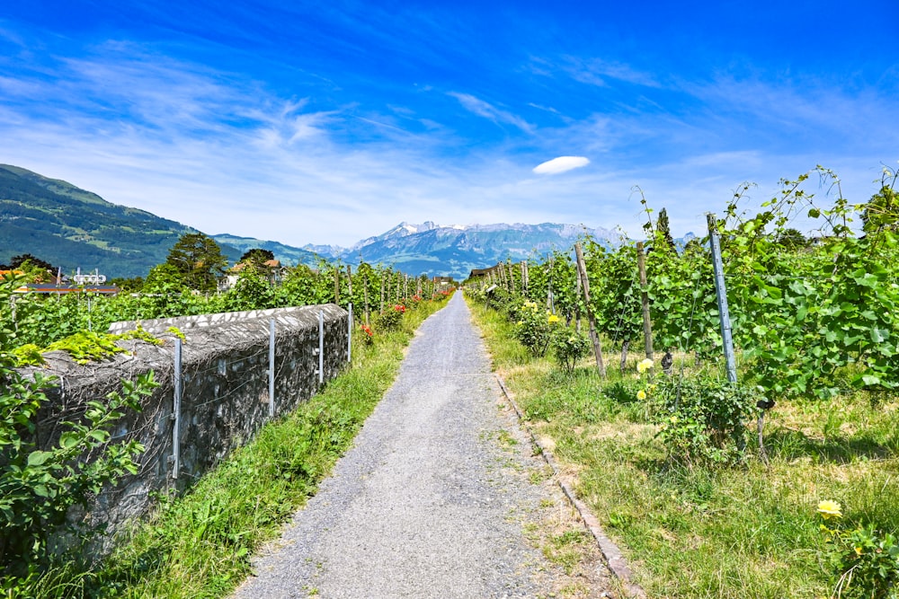 gray pathway between green grass field under blue sky during daytime