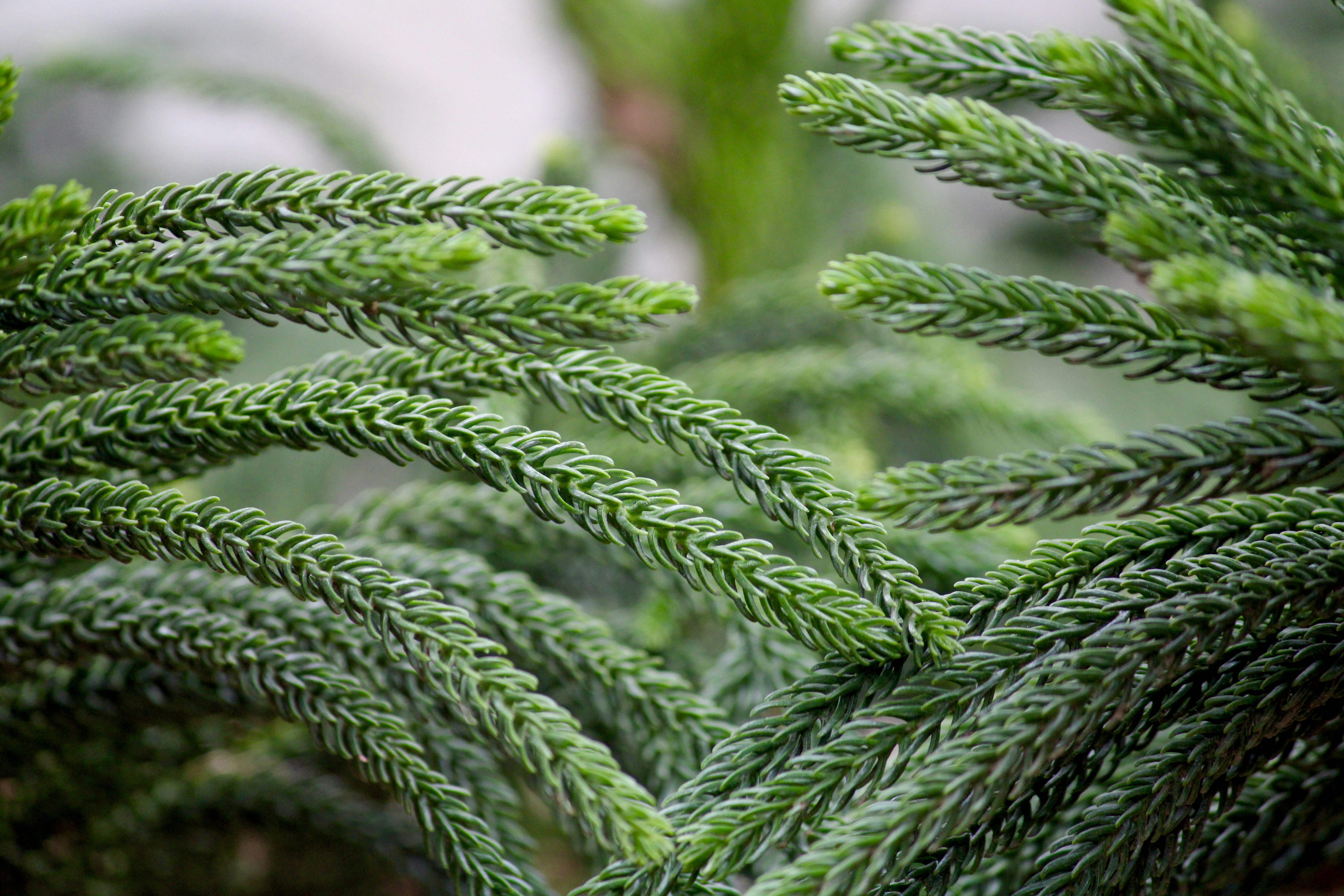 green pine tree leaves in close up photography