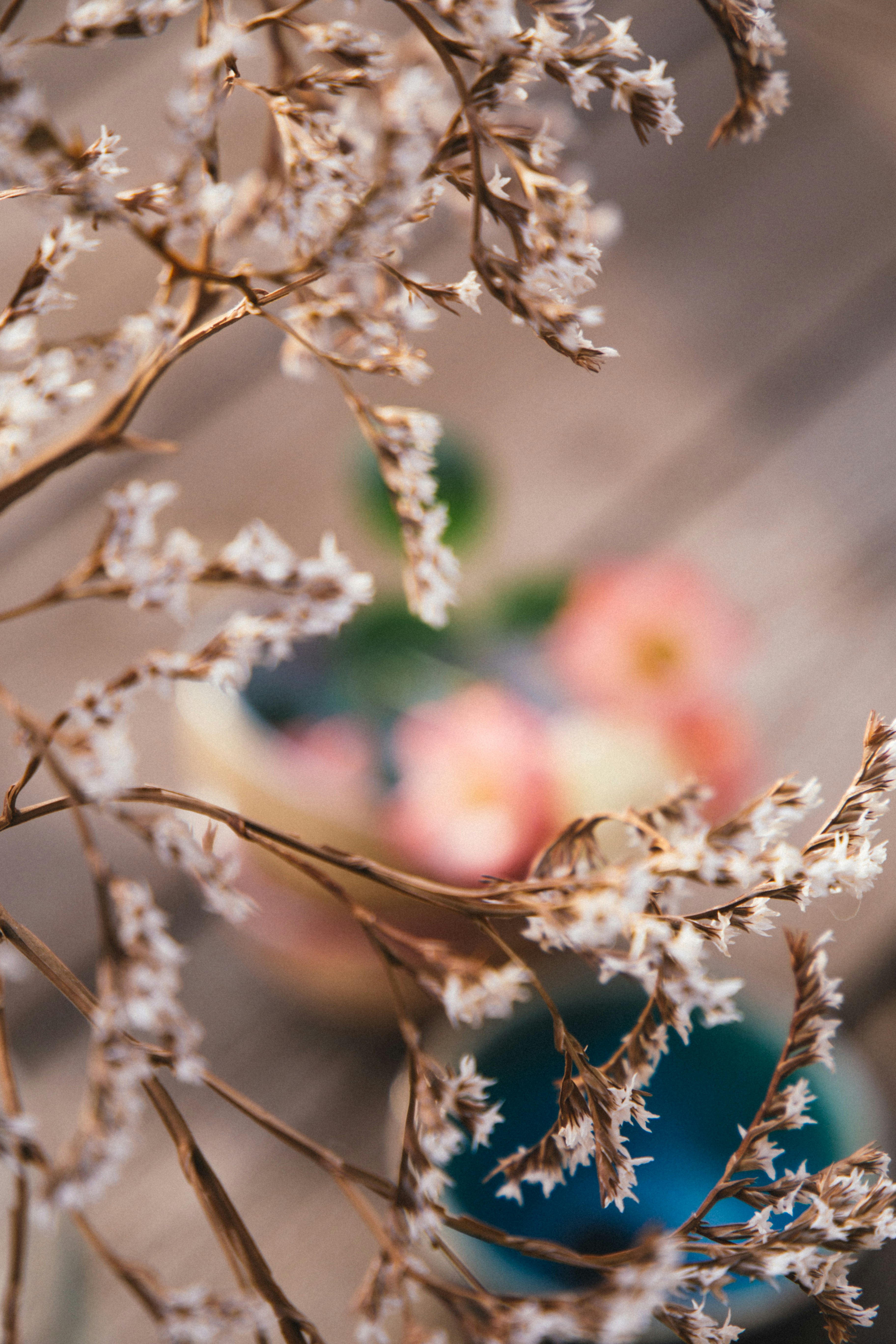 white flowers in tilt shift lens