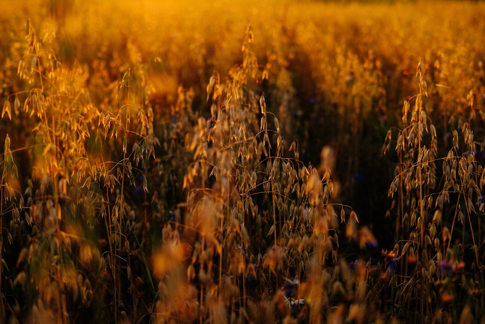 brown grass field during daytime