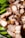 Close-up of sliced roasted pork belly pieces with crispy skin and tender meat, placed on a green leafy patterned surface.