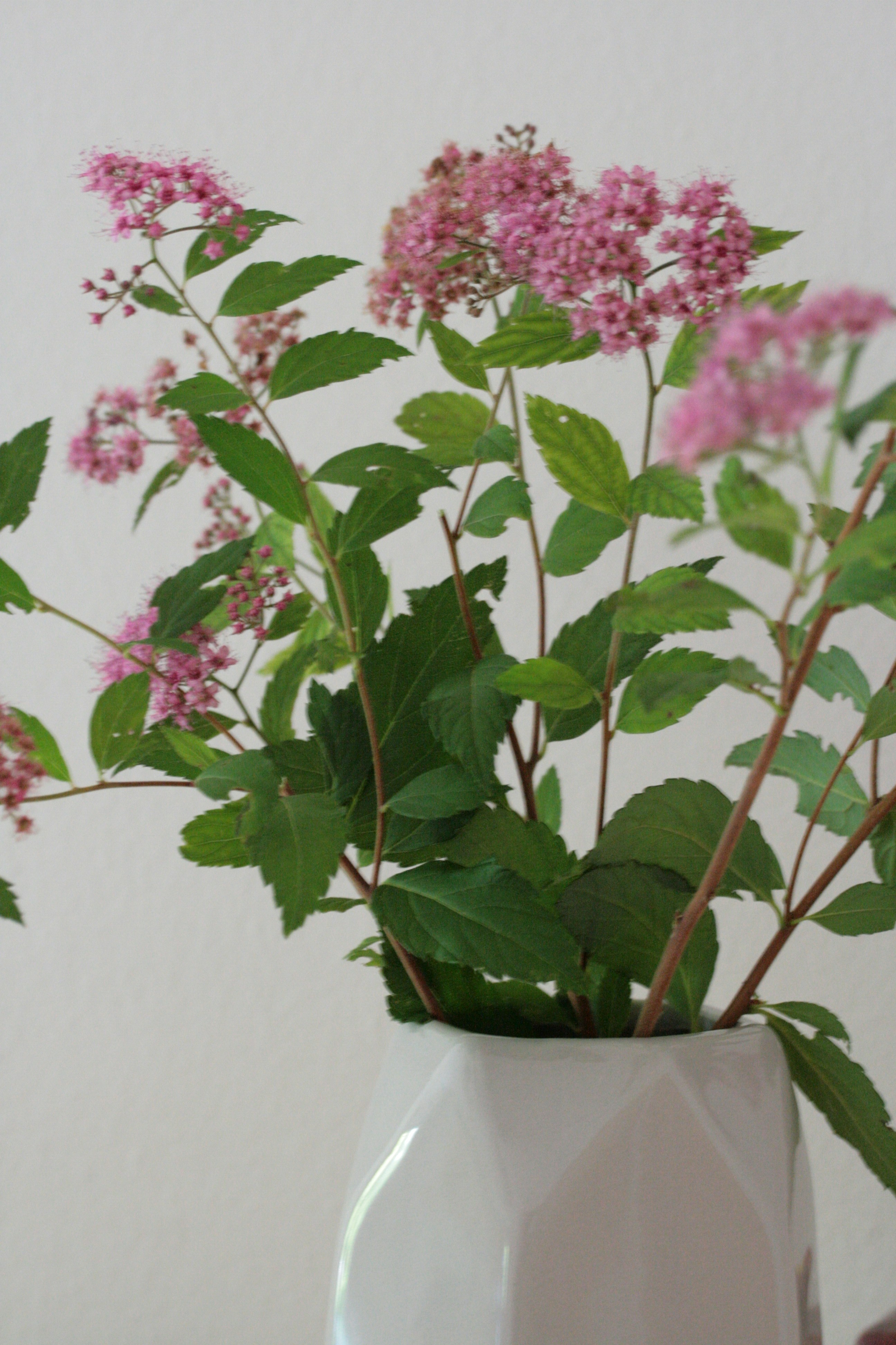 rosa und weiße Blumen in weißer Keramikvase