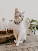Close-up of a stylish pet collar resting on a clean wooden table with a potted plant nearby.