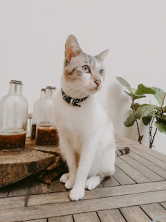A cat calmly sitting next to a bottle of natural repellent spray on a wooden floor