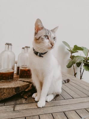 Close-up of a stylish pet collar resting on a clean wooden table with a potted plant nearby.