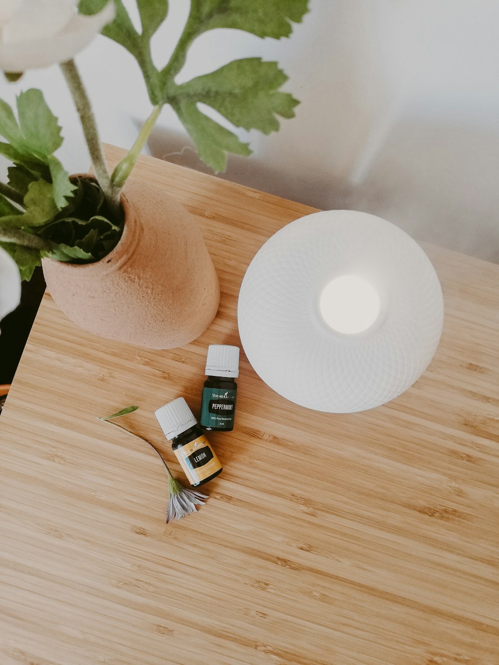 green plant on white ceramic pot