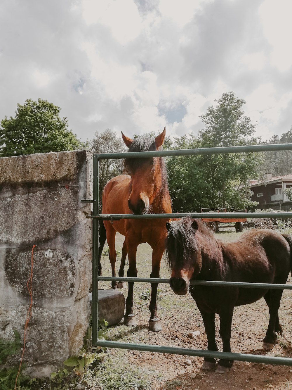 brown horse standing beside gray concrete wall during daytime