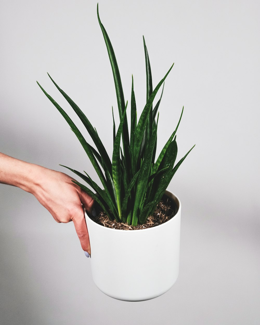 personne tenant une plante verte sur un pot en céramique blanche