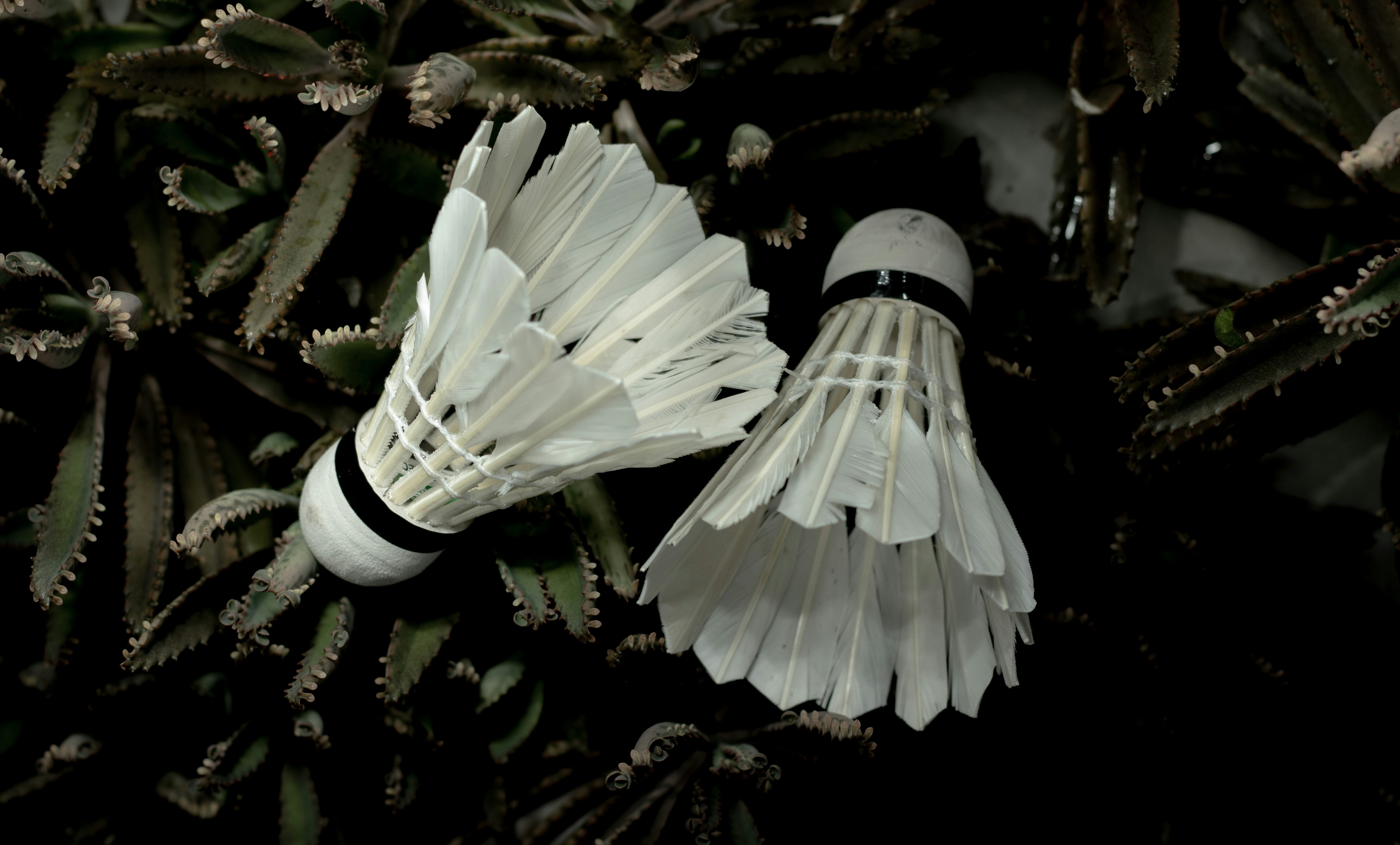 Two white badminton feather shuttlecocks with a moody environment on a wooden background.