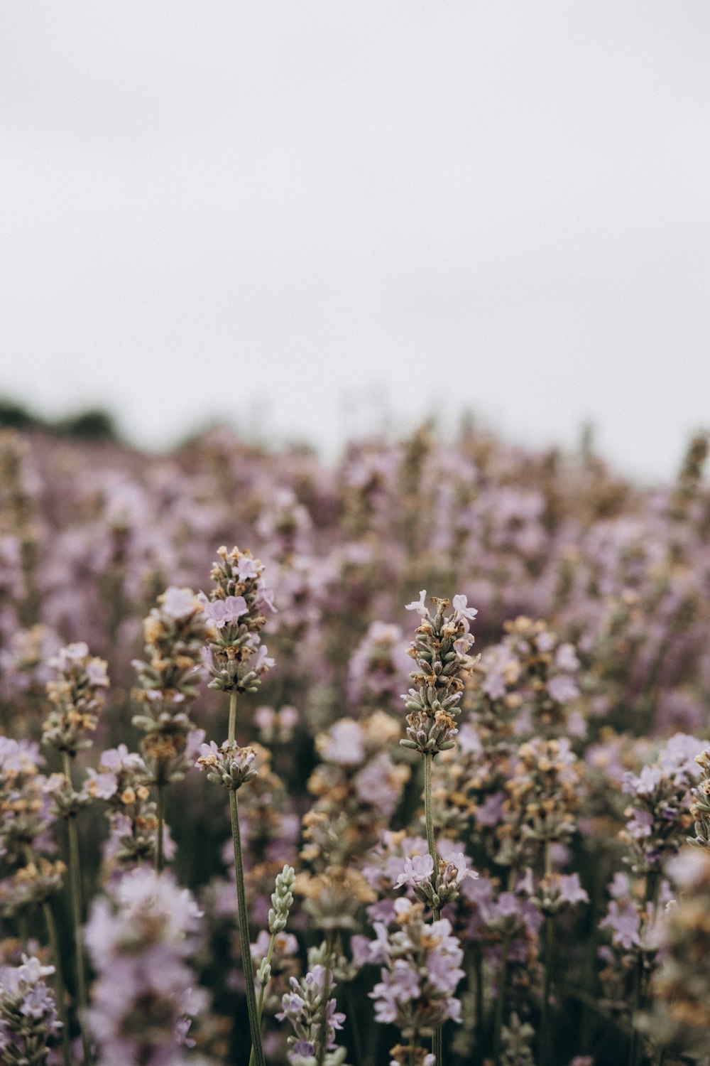 purple flowers in tilt shift lens