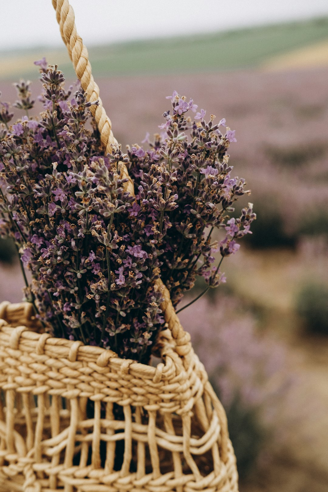 purple flowers in brown woven basket