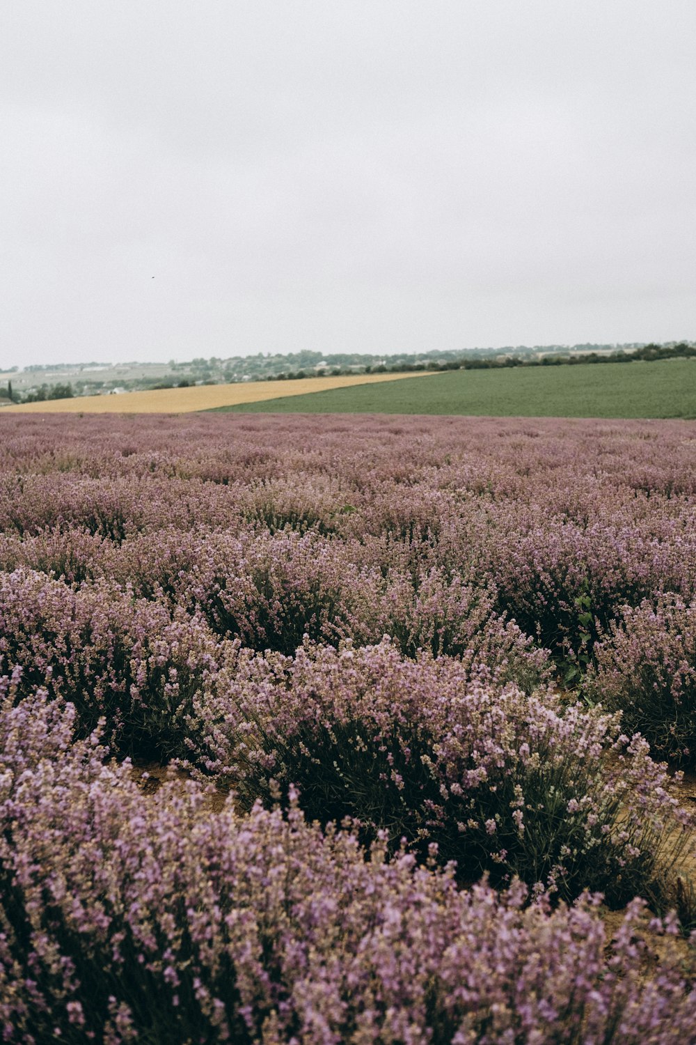 green grass field under white clouds during daytime