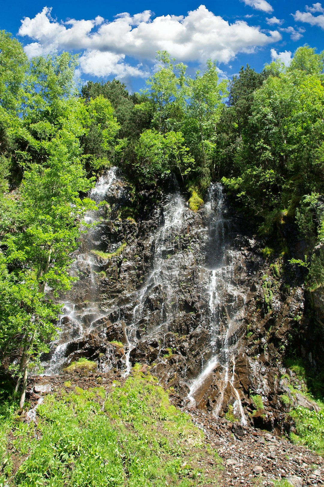 green trees and plants near waterfalls during daytime