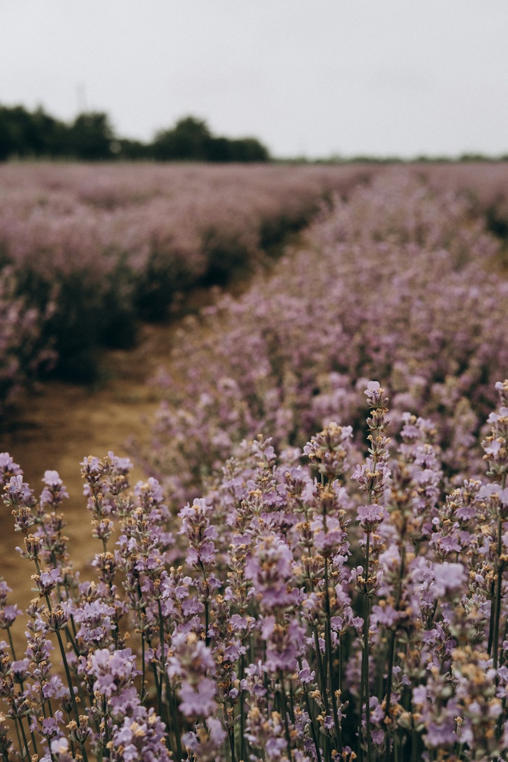 campo di fiori bianchi e viola durante il giorno