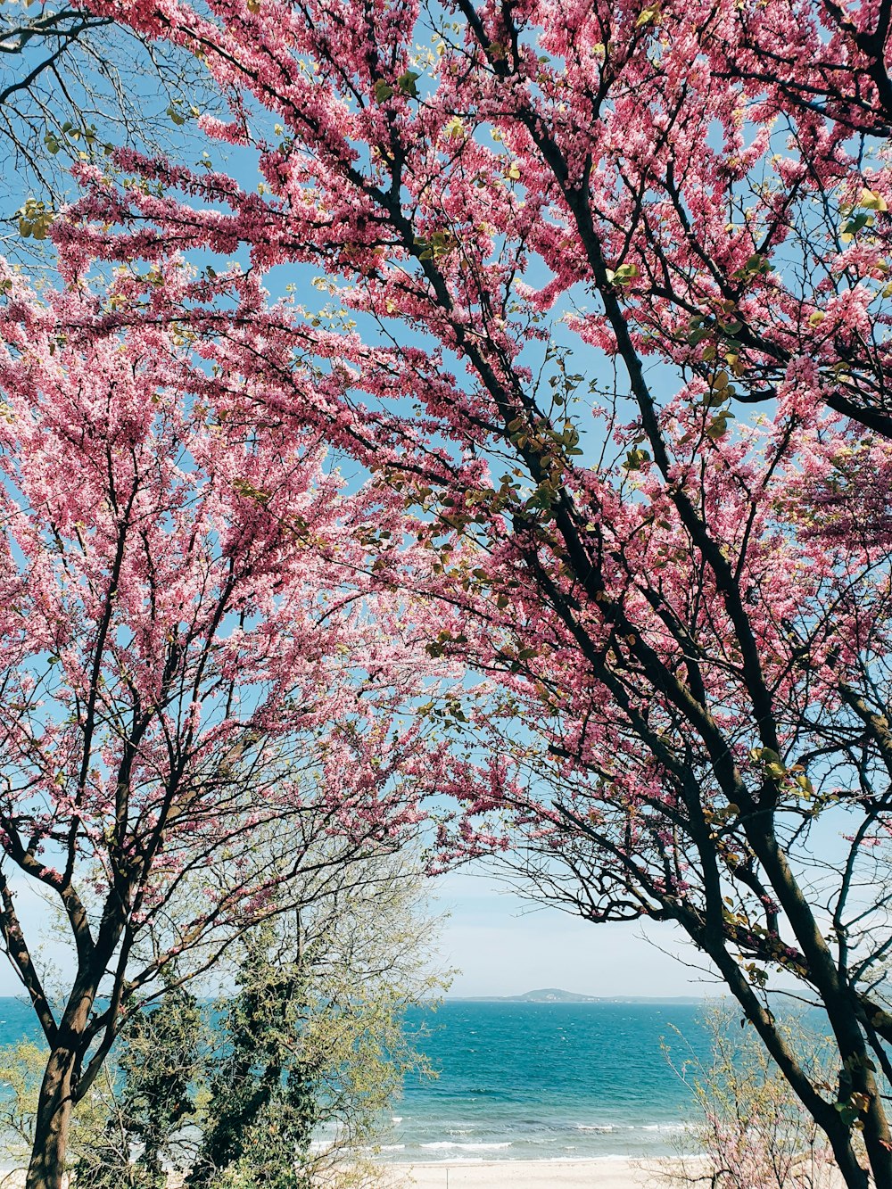 alberi a foglia marrone durante il giorno