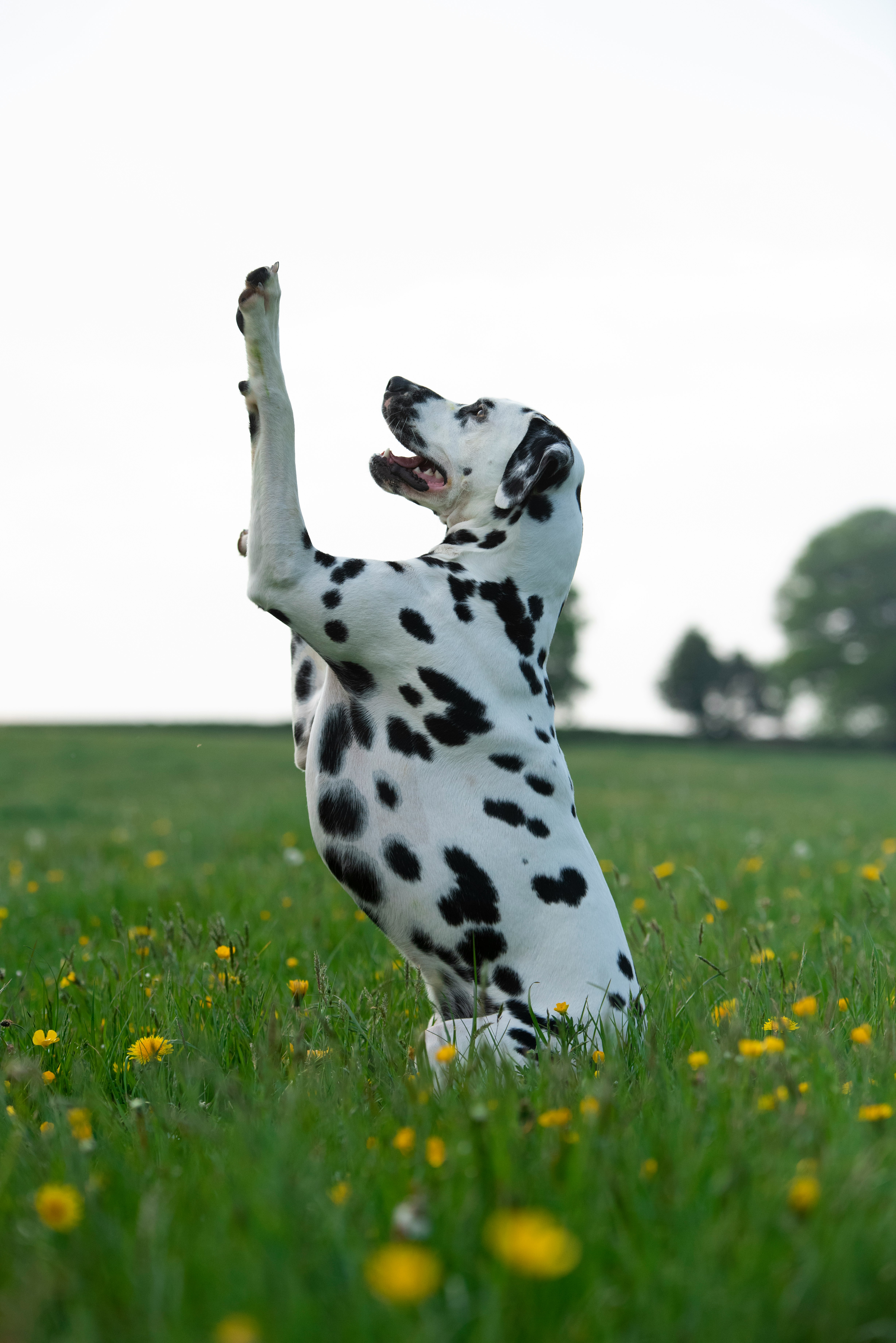 black and white dalmatian dog on green grass field during daytime