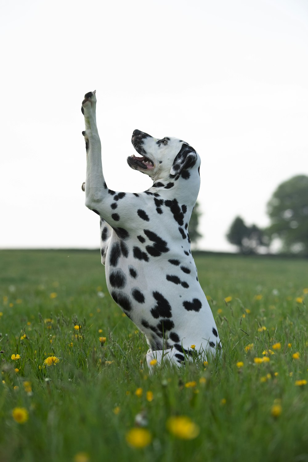 Perro dálmata blanco y negro en un campo de hierba verde durante el día