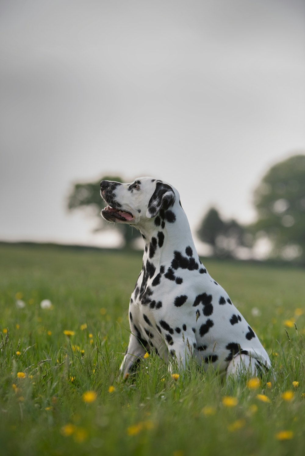 Perro dálmata blanco y negro en un campo de hierba verde durante el día