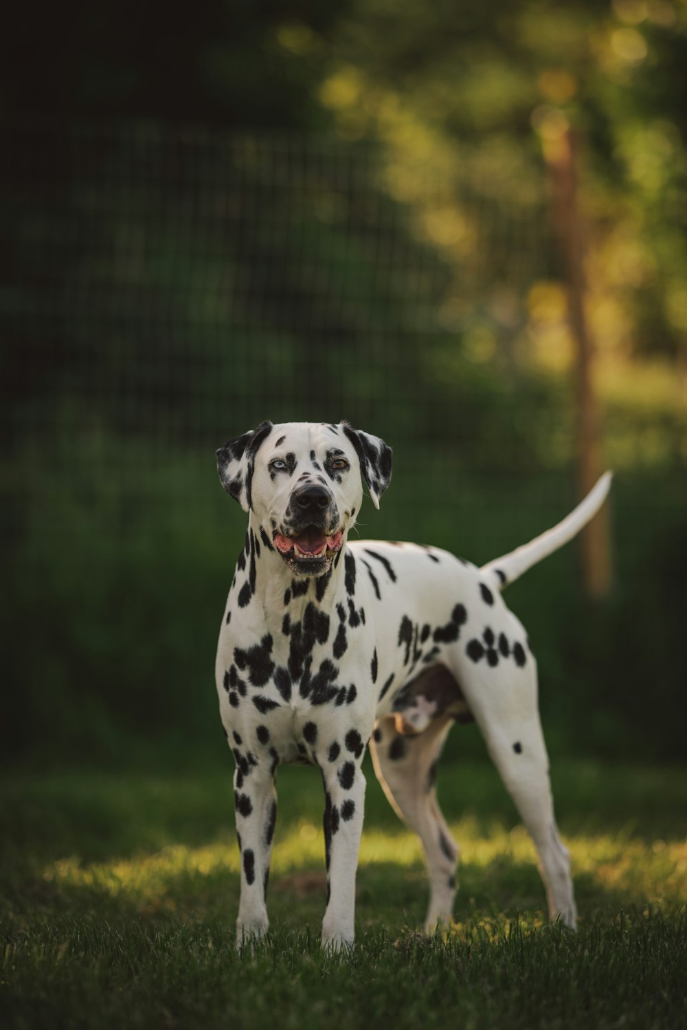 black and white dalmatian dog