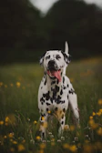 A happy dalmatian puppy outdoors near a designated potty spot with a smiling child