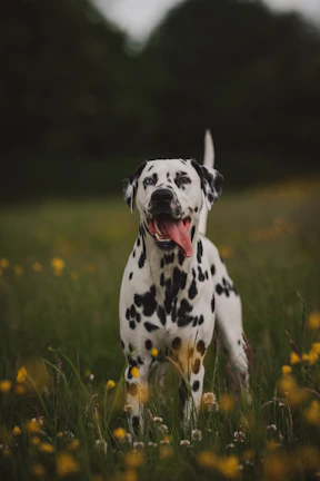 A happy dalmatian puppy outdoors near a designated potty spot with a smiling child