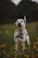 A joyful Dalmatian puppy playing in a sunlit garden with a family in the background.