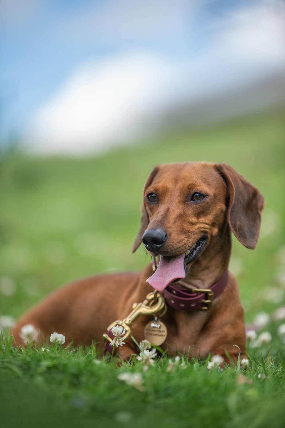 brown short coated dog with brown leash